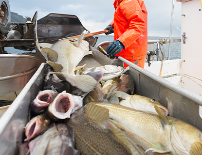 Insulated Fish Tub
